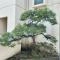 【東京都/足立区栗原】足立区栗原二丁目　中古戸建 本物件の植栽