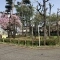 【東京都/府中市栄町】府中市栄町2丁目 あかまつ林（公園）
