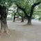 【東京都/目黒区八雲】目黒区八雲　戸建 目黒区立宮前公園