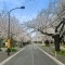 【東京都/武蔵野市桜堤】桜堤庭園フェイシア S棟 前面道路