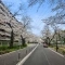 【東京都/武蔵野市桜堤】桜堤庭園フェイシア S棟 前面道路