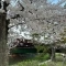 【兵庫県/西宮市神園町】夙川苦楽園口レジデンス 夙川公園