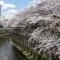 【東京都/板橋区加賀】アトラス加賀  石神井川の桜並木