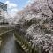 【東京都/板橋区加賀】アトラス加賀  石神井川の桜並木