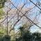 【神奈川県/横浜市神奈川区白楽】ライブタウン白楽 C棟 眺望：桜の咲く季節にはバルコニーから桜を眺めることができます。