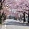 【神奈川県/横浜市青葉区桜台】青葉台ヒルズ  桜並木（環状4号線沿い）