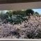 【神奈川県/鎌倉市腰越】ガーデンハイツ鎌倉高校前 桜の季節のバルコニーからの眺望