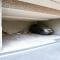【東京都/小金井市中町】ライオンズマンション武蔵小金井南 駐車場