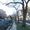【東京都/文京区小石川】オープンレジデンシア小石川播磨坂  播磨坂の桜並木