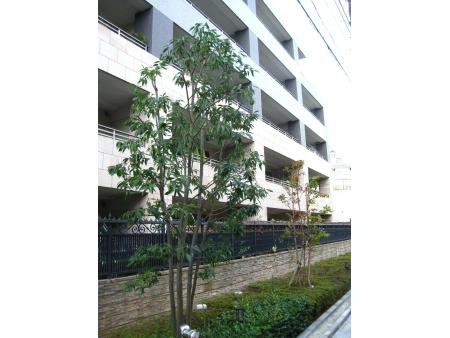 グランフォート洗足池