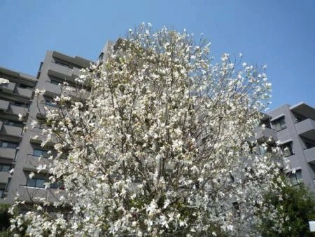 フォレステージ石神井公園