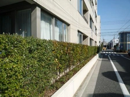 練馬中村パークハウス 植栽