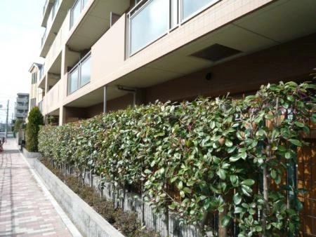 ネオマイム練馬サザンコンフォート 植栽