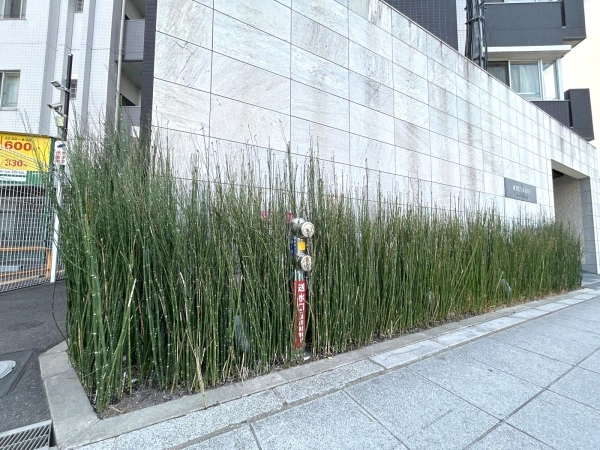 アデレイド新福島