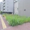 【東京都/江東区亀戸】江東区亀戸6丁目 売地 現地