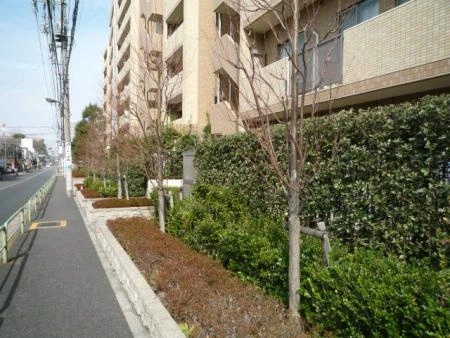 ライオンズガーデン都立家政 前面道路