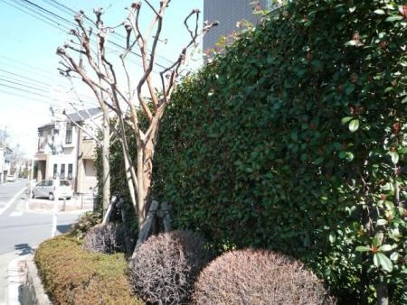 ハウス中村橋南 植栽