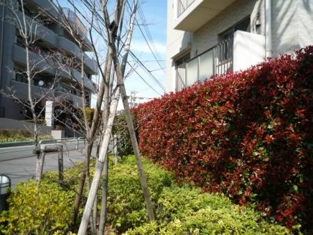 アールヴェール練馬高野台 植栽