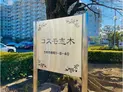【埼玉県/志木市幸町1丁目】コスモ志木 マンション表札