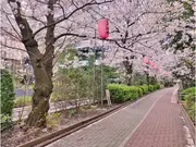 亀戸緑道公園（都電砂町線廃線跡）