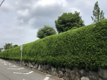 【静岡県/三島市若松町】三島市若松町　古家付土地 現地（古家あり）
