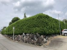 【静岡県/三島市若松町】三島市若松町　古家付土地 現地（古家あり）