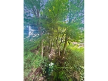 【東京都/三鷹市井の頭】三鷹市井の頭2丁目 土地 玉川上水(現地より約80m):玉川上水までの最寄りの距離