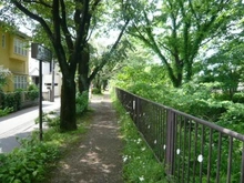 【東京都/小金井市桜町】小金井市桜町2丁目　売地 玉川上水緑道（現地より約20m）：