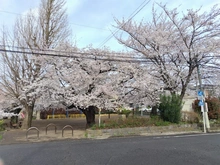 【東京都/杉並区下井草】杉並区下井草4丁目　土地 中瀬児童遊園（春）（現地より約10m）：敷地内から撮影