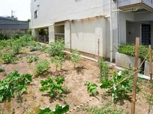 【東京都/品川区小山】品川区小山二丁目売地 現地