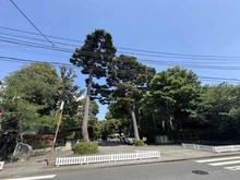 【東京都/世田谷区成城】世田谷区成城7丁目 売地  成城大学(現地より約800m):