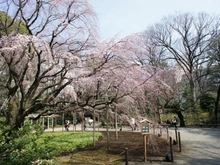 【東京都/文京区千石】文京区千石4丁目　売地 六義園 （現地より約810m）