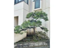 【東京都/足立区栗原】足立区栗原二丁目　中古戸建 本物件の植栽