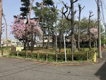 【東京都/府中市栄町】府中市栄町2丁目 あかまつ林（公園）（現地より約10m）