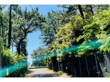 【神奈川県/茅ヶ崎市柳島海岸】茅ヶ崎市柳島海岸　戸建 国道134号線への道のり（現地より約165m）