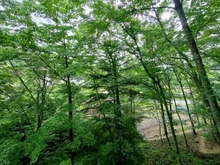 【長野県/北佐久郡軽井沢町大字発地】北佐久郡軽井沢町大字発地　戸建 眺望：バルコニーから
