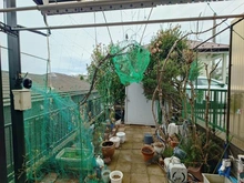 【神奈川県/横浜市南区別所】南区別所2丁目　中古戸建 庭：家具調度品は価格に含まれません