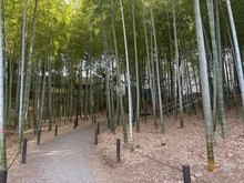 【神奈川県/横浜市都筑区茅ケ崎南】都筑区茅ヶ崎南三丁目戸建 竹林（現地より約800m）
