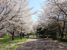 【東京都/府中市多磨町】THE FAIR GROVE 武蔵野の森  武蔵野の森公園（現地より約190m）