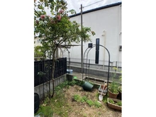 【東京都/杉並区善福寺】杉並区善福寺1丁目　借地権付中古戸建 庭