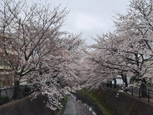 【埼玉県/川口市東川口】川口市東川口6丁目 戸建 伝右川沿い（現地より約80m）：2023年3月撮影