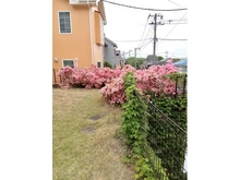 【神奈川県/横浜市青葉区あかね台】青葉区あかね台2丁目　中古戸建 庭：春にはお庭にツツジが咲き誇ります