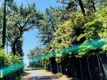 【神奈川県/茅ヶ崎市柳島海岸】茅ヶ崎市柳島海岸　戸建 国道134号線への道のり（現地より約165m）