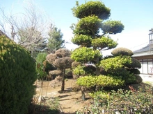 【東京都/武蔵村山市中央】武蔵村山市中央2丁目　戸建 庭