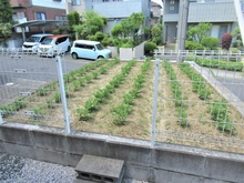 【東京都/八王子市七国】八王子市七国5丁目　戸建 家庭菜園スペース