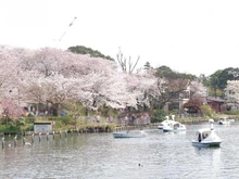 【東京都/大田区北千束】大田区南千束1丁目 洗足池公園（現地より約329m）