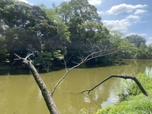 【千葉県/習志野市津田沼】津田沼ハイム B棟 菊田水鳥公園（現地より約360m）