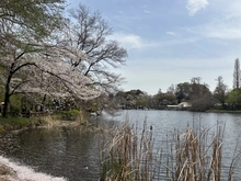 【東京都/武蔵野市御殿山】メゾン井の頭 井の頭恩賜公園（現地より約180m）