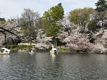 【東京都/武蔵野市御殿山】メゾン井の頭 井の頭恩賜公園（現地より約180m）