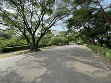 【兵庫県/西宮市川東町】ワコーレ夙川公園ザ・テラス 夙川河川敷緑地（夙川公園）（現地より約90m）：
